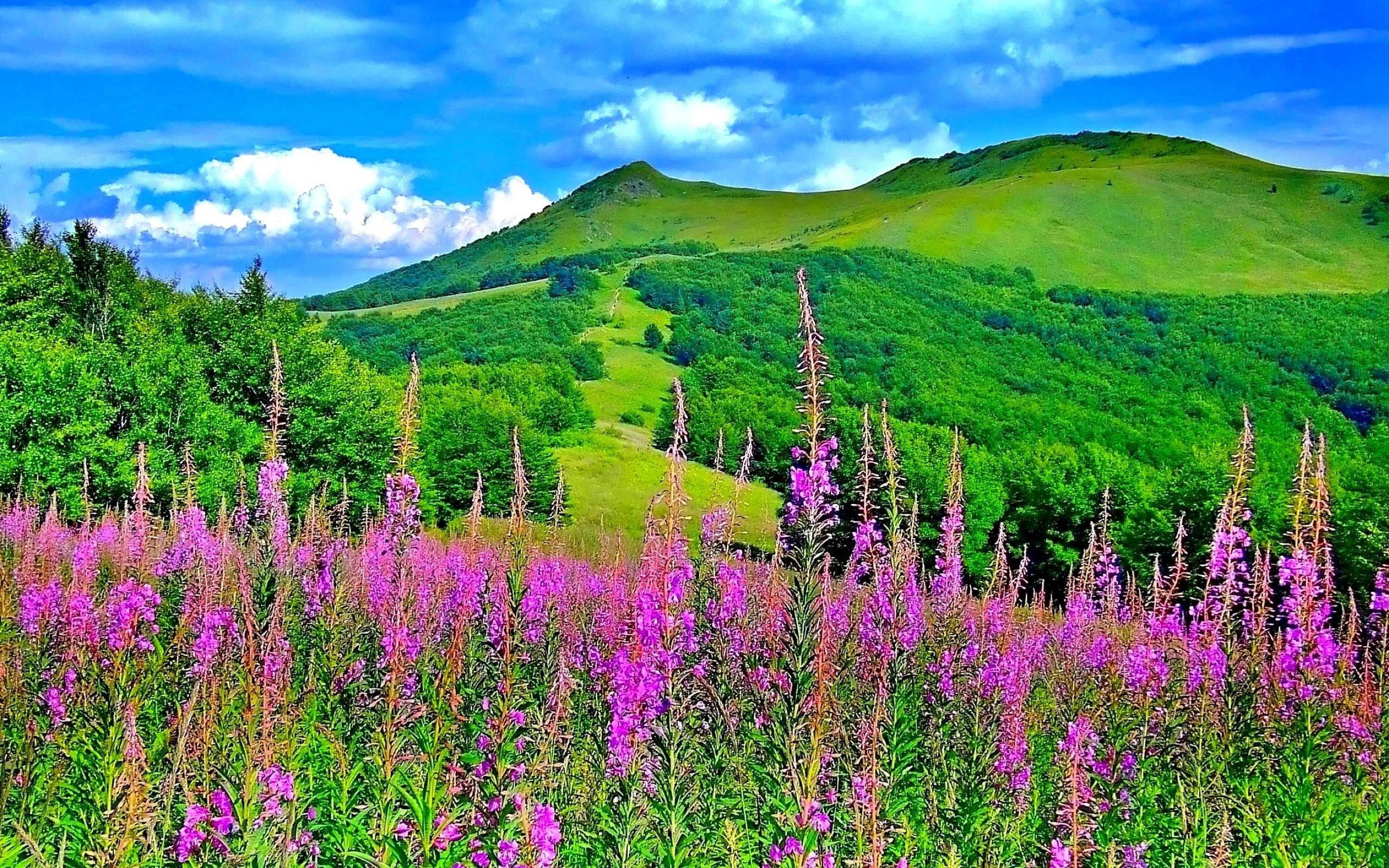 Download Free Hd Green Mountain Flowers Trees Nature - Beautiful Hills With Flowers - HD Wallpaper 