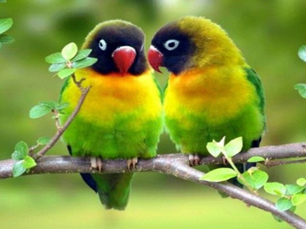Cute Love Birds - HD Wallpaper 