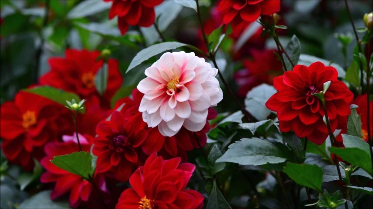 Flower Hd Wallpapers 1080p - 1280x720 Wallpaper Flower Hd Wallpapers 1080p - 1280x720 Wallpaper