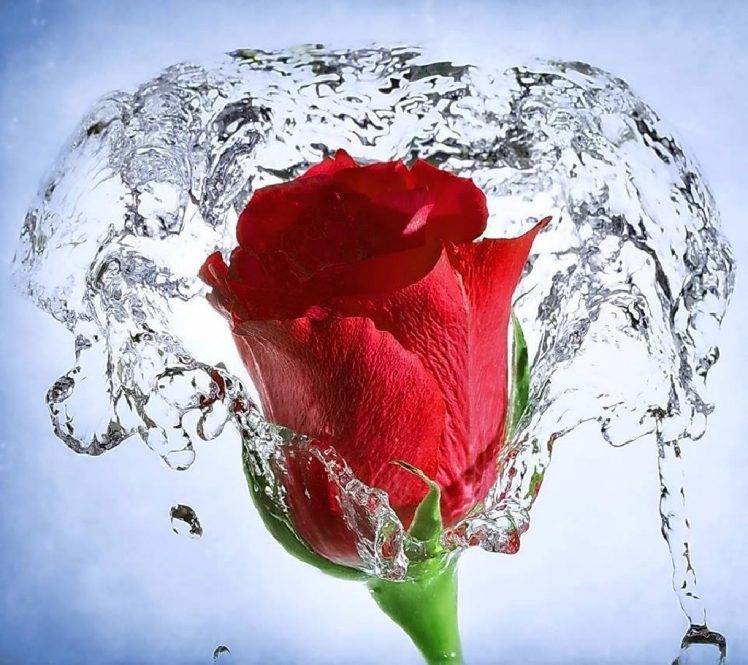 Flower Rose Free Download - HD Wallpaper 