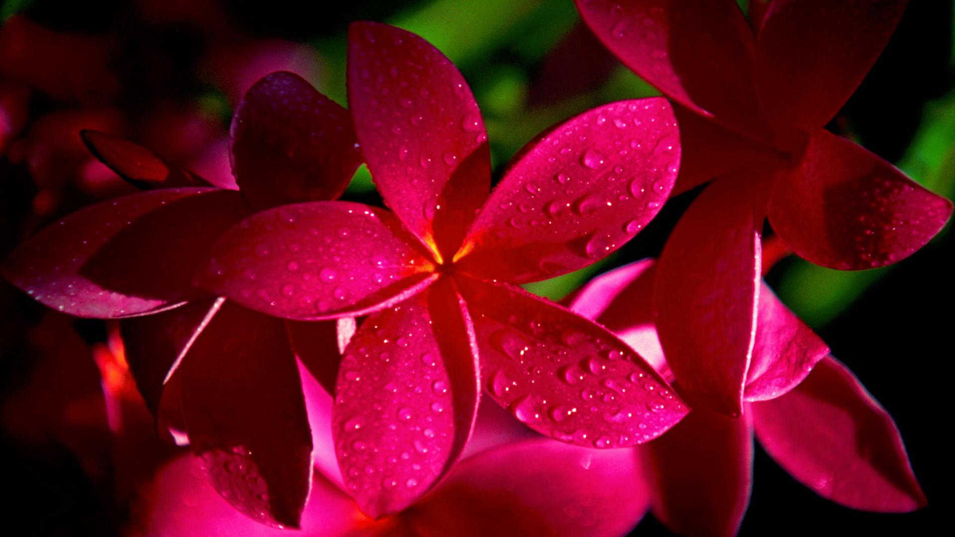 Flower Wallpapers Hd Backgrounds Download - Flowers Wallpaper For Windows 10 - 1920x1080 Wallpaper Flower Wallpapers Hd Backgrounds Download - Flowers Wallpaper For Windows 10 - 1920x1080 Wallpaper