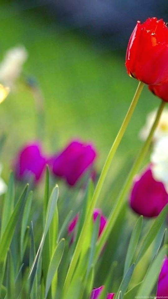Spring - HD Wallpaper 