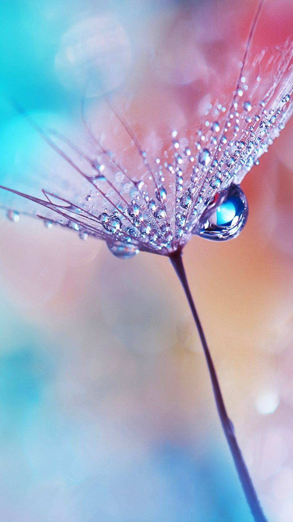 Dew Drops Flower Bokeh Macro 4k Ultra Hd Mobile Wallpaper - Water Drops On Flower - HD Wallpaper 