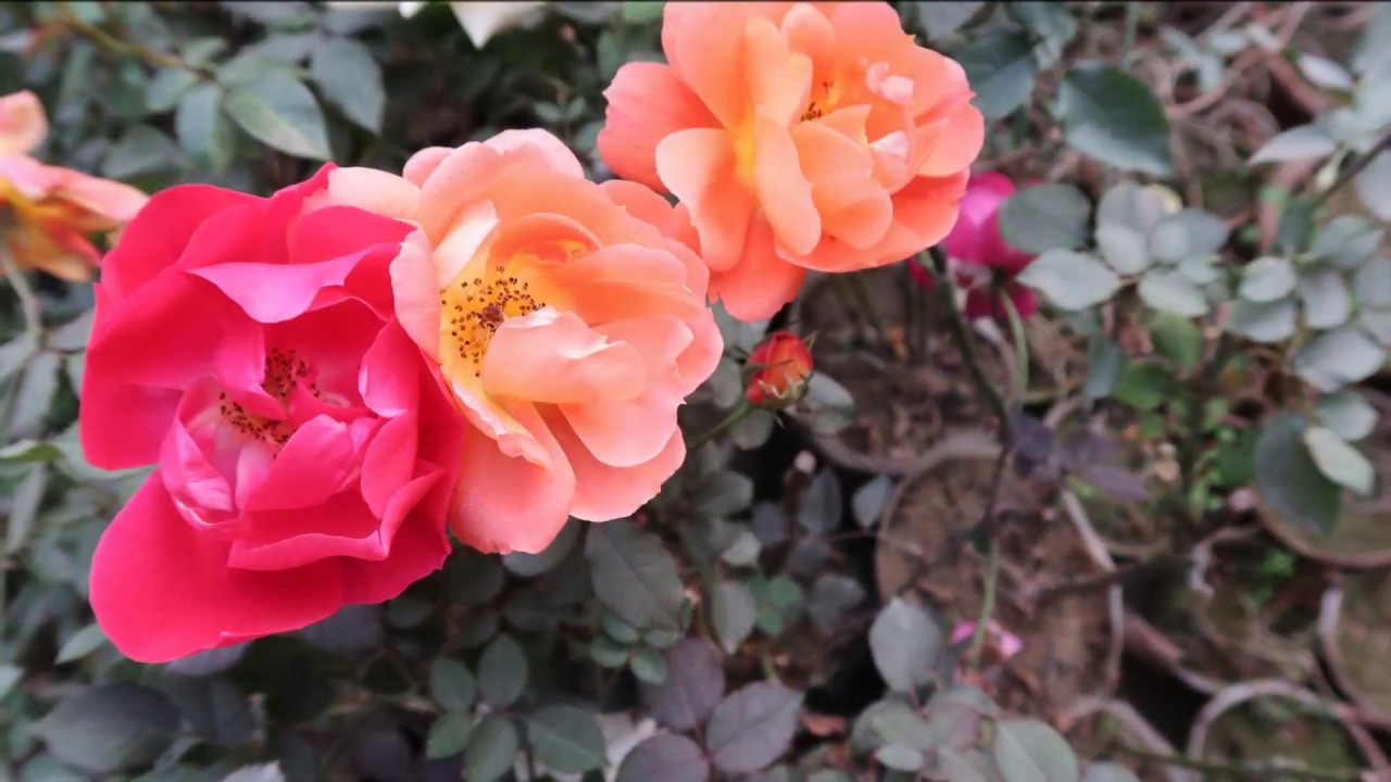 Flowers Wallpapers For Laptop - HD Wallpaper 