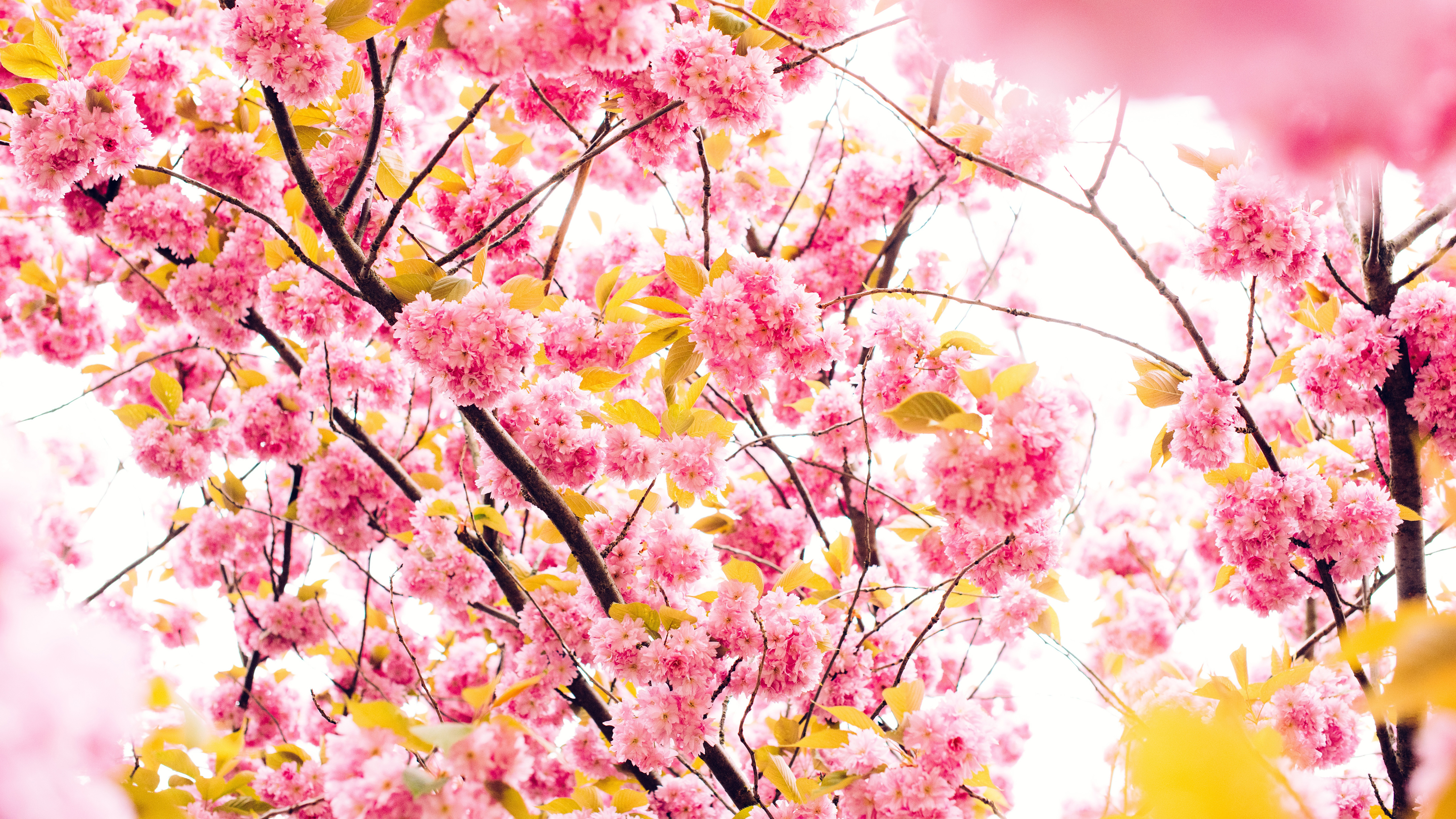 Cherry Hd Wallpapers Flowers - Cherry Blossom - HD Wallpaper 