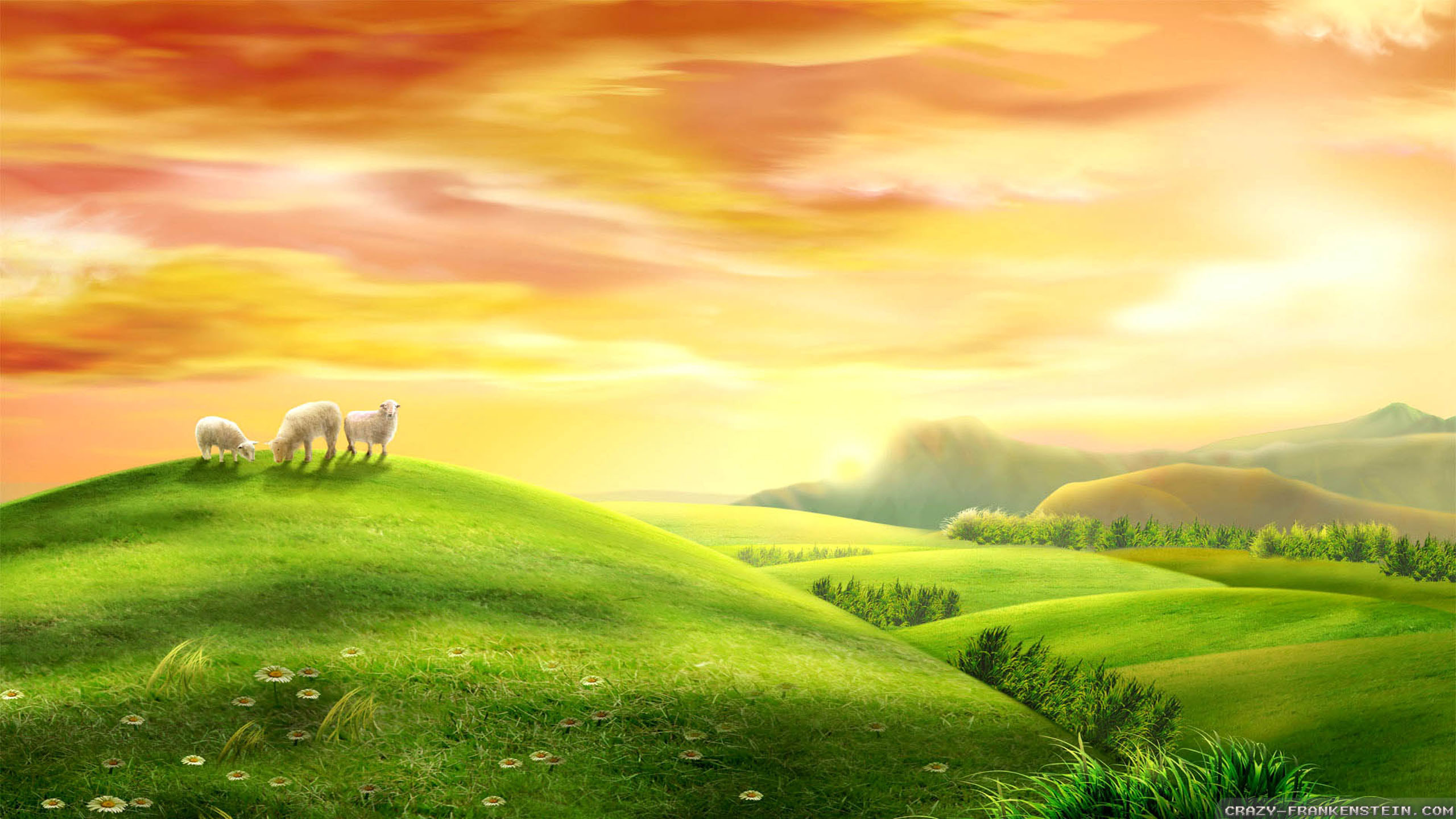 2560x1440, Wallpaper - Sheep On Green Pasture - HD Wallpaper 