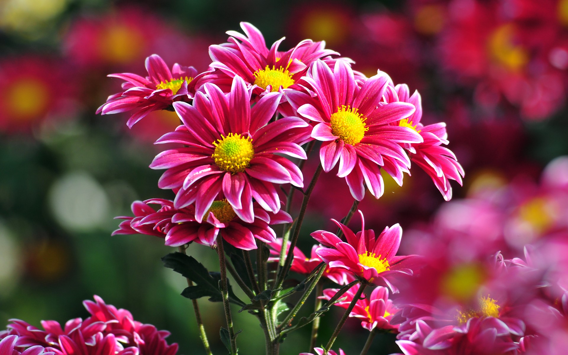 Most Beautiful Flowers Wallpapers Desktop - HD Wallpaper 