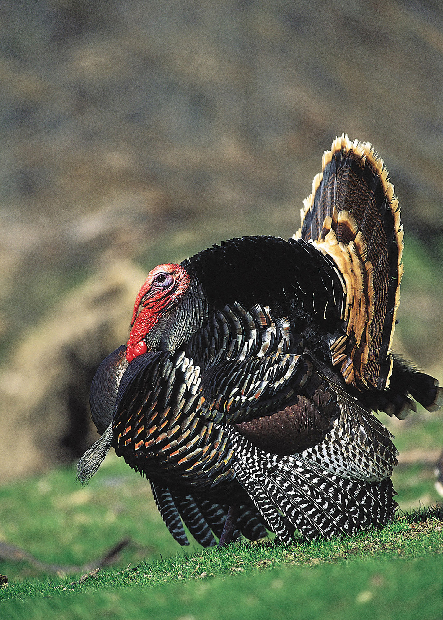 turkey hunting wallpaper