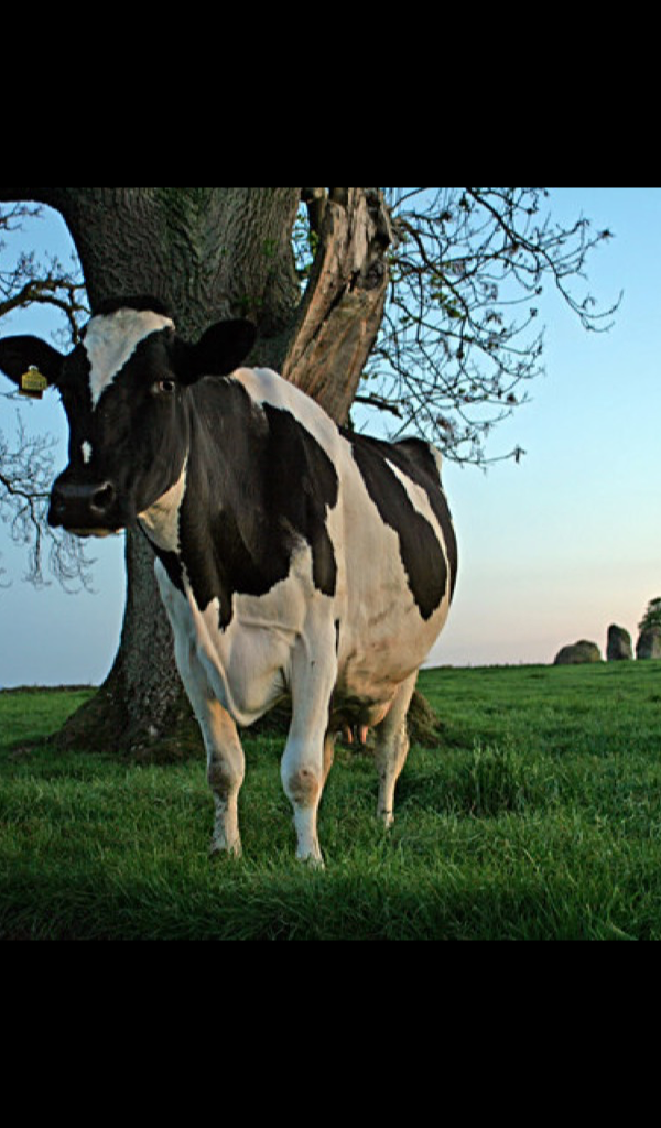 Dairy Cattle - HD Wallpaper 