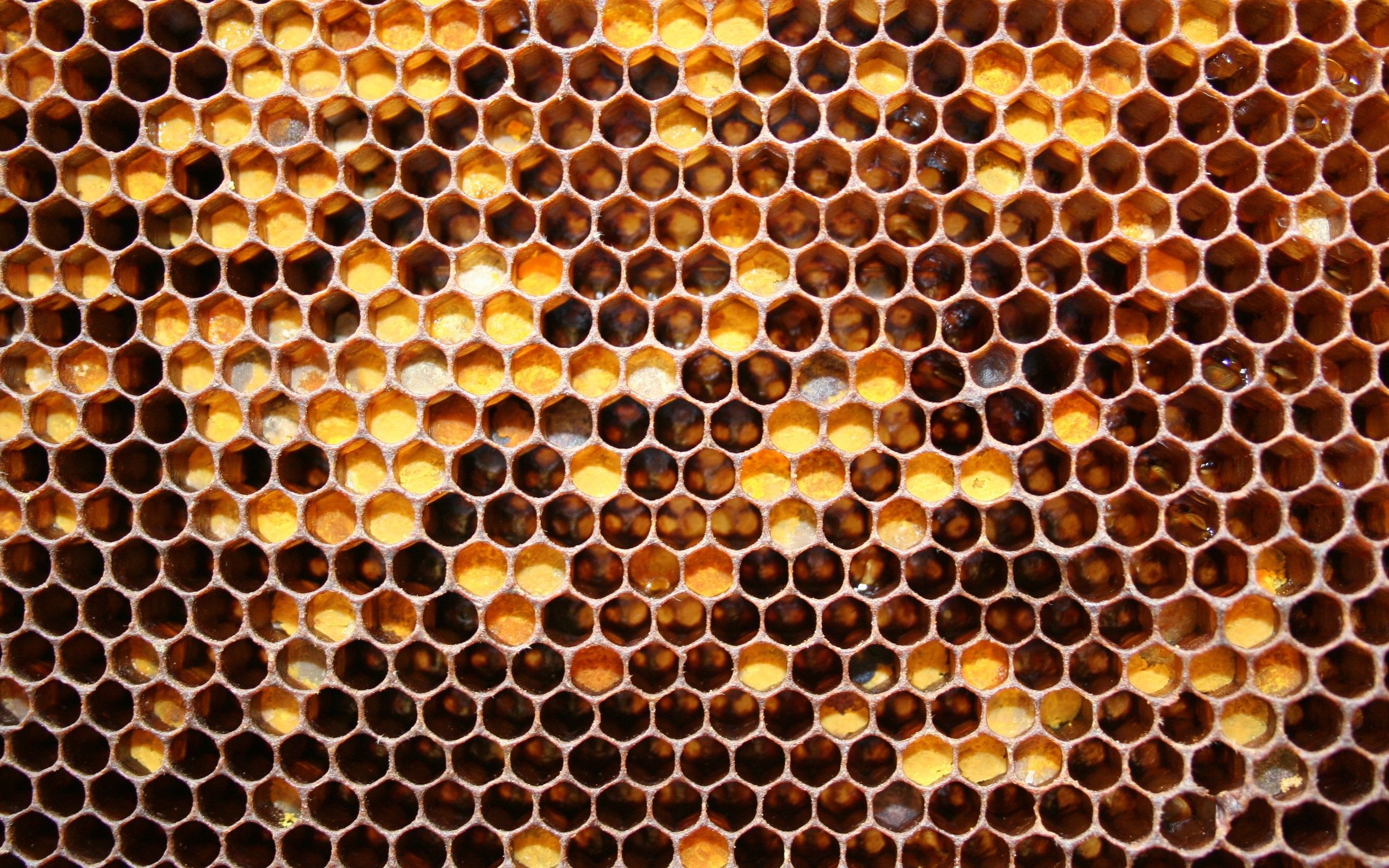 Bee Hive High Res - HD Wallpaper 