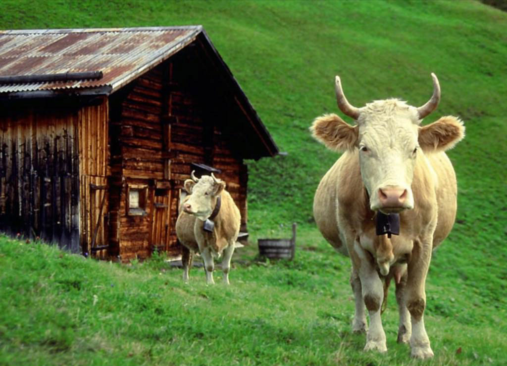 Cow Wallpaper - HD Wallpaper 