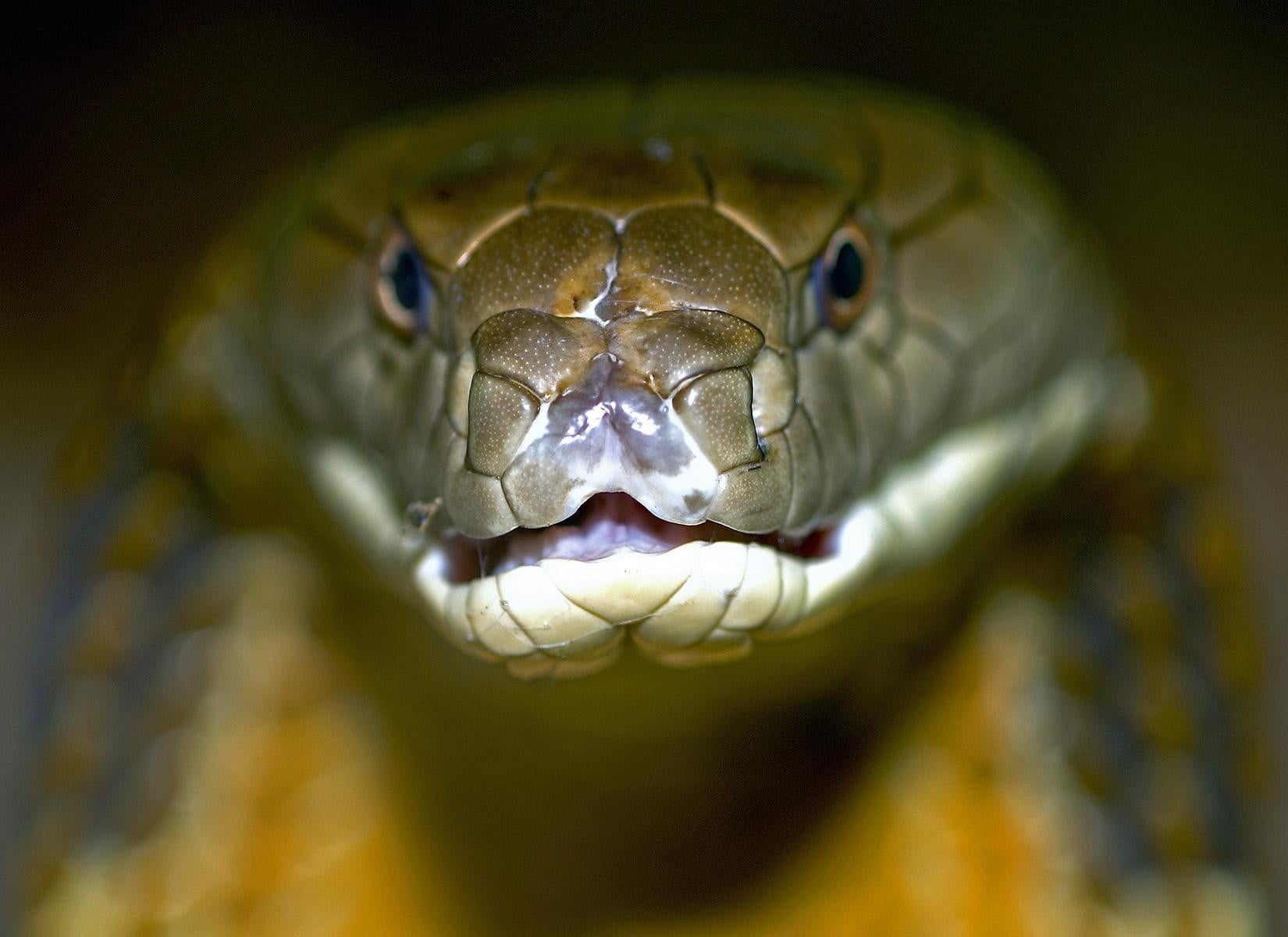 King Cobra Wallpaper Hd - HD Wallpaper 