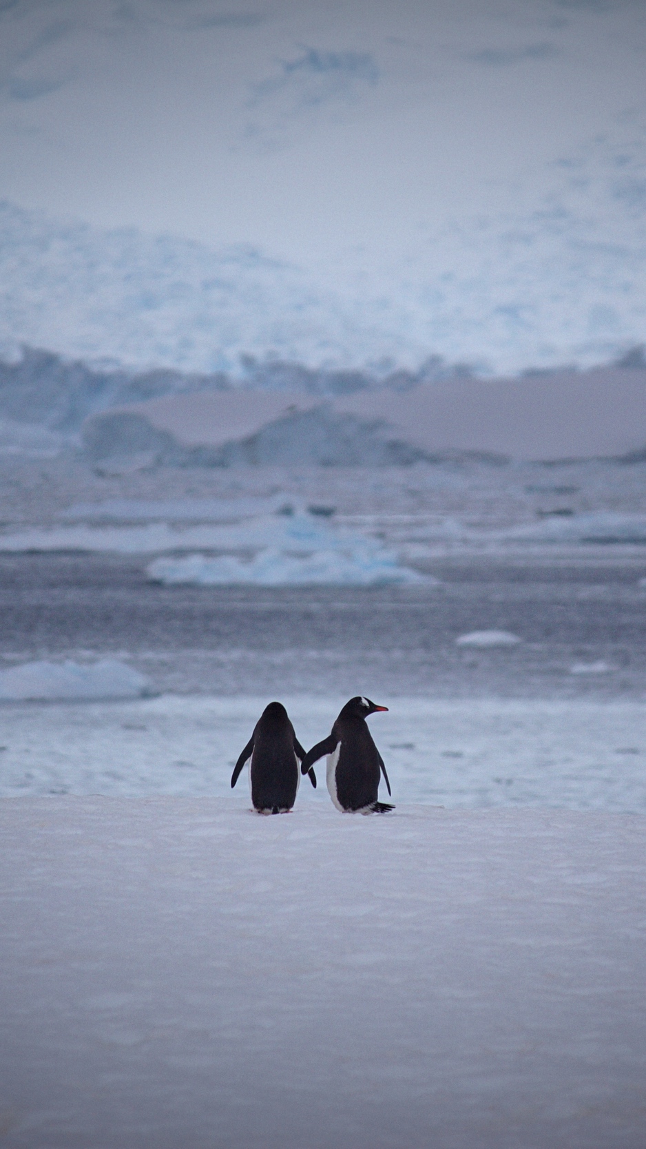 Wallpaper Penguins, Couple, Snow, Walk - Penguins Wallpaper Fof Samsung - HD Wallpaper 