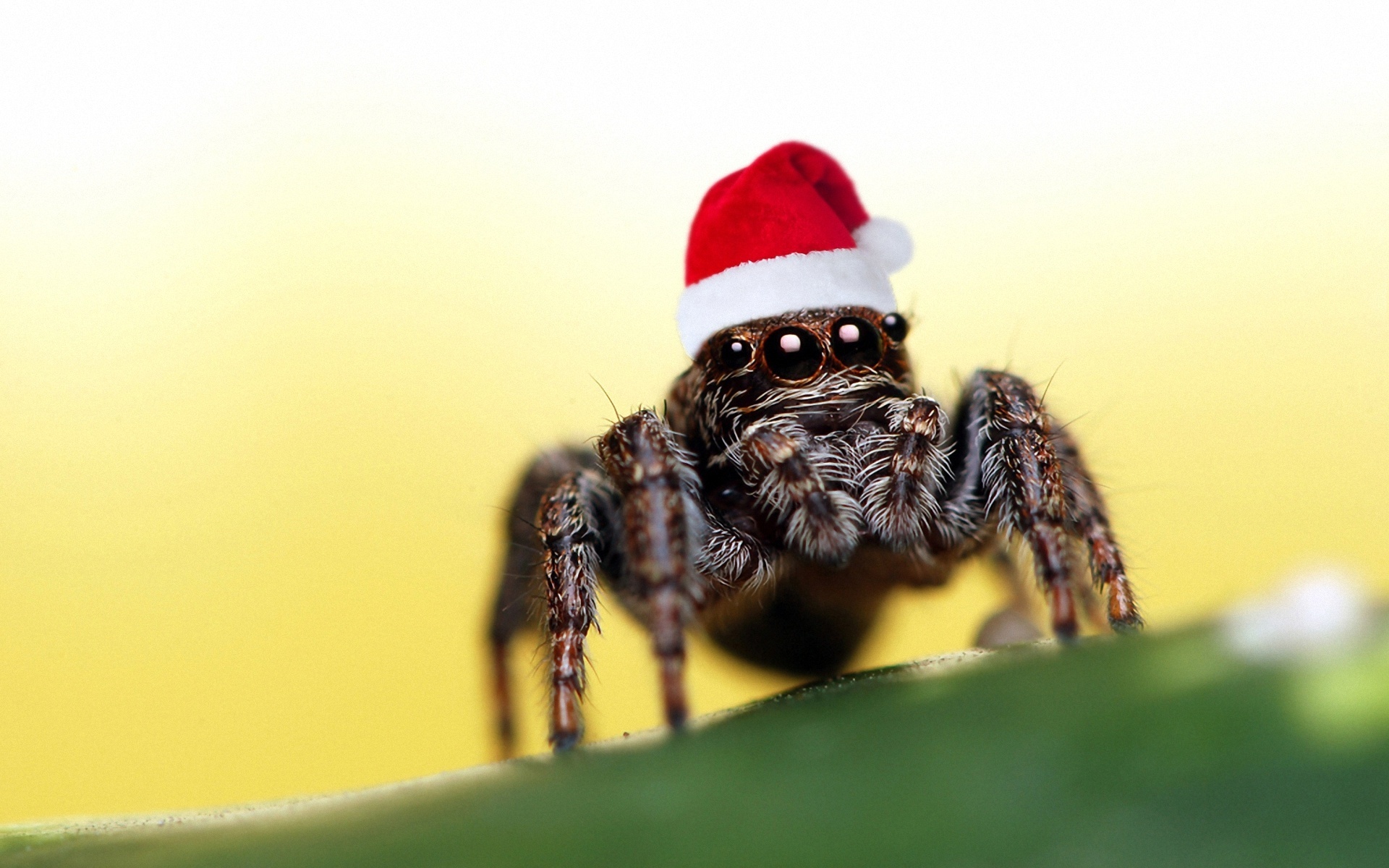 Wallpaper Christmas Hat Spider - Spider With Christmas Hat - HD Wallpaper 