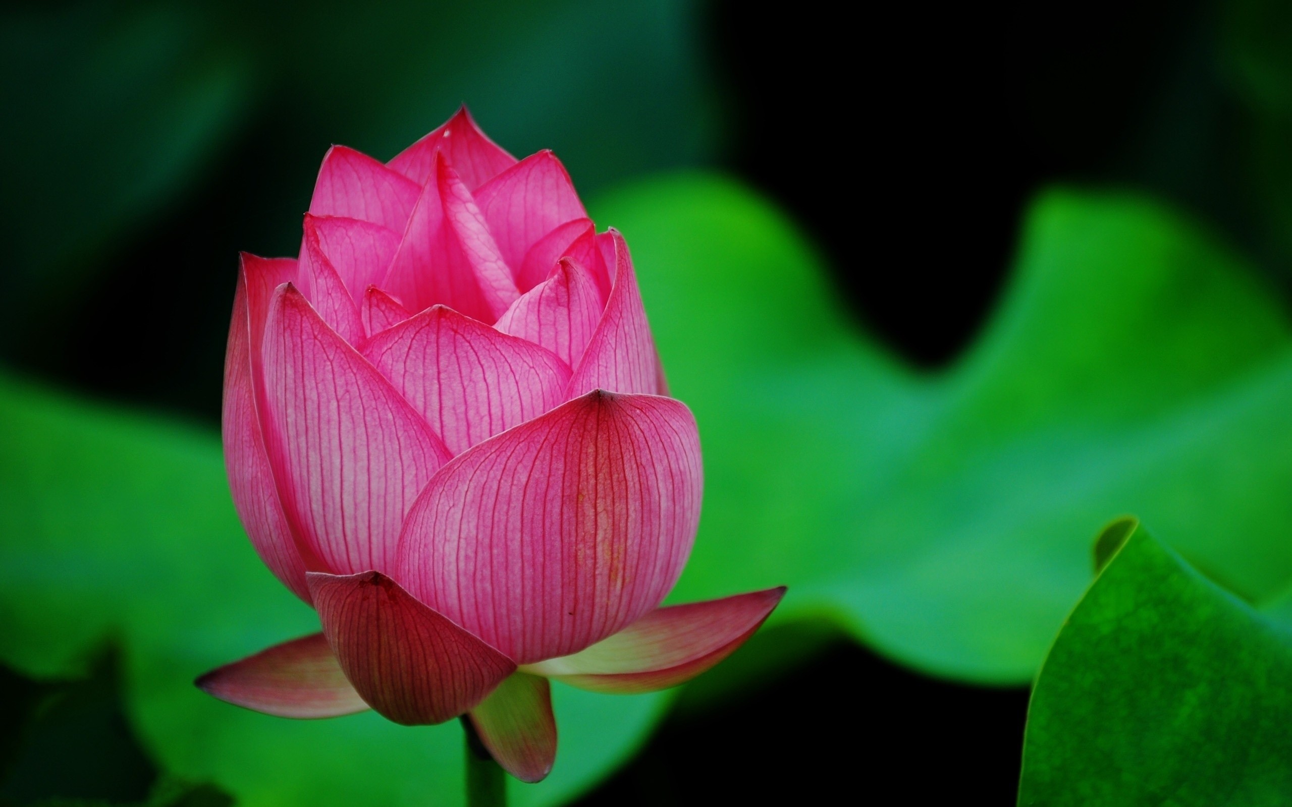 Lotus Flower Download - HD Wallpaper 