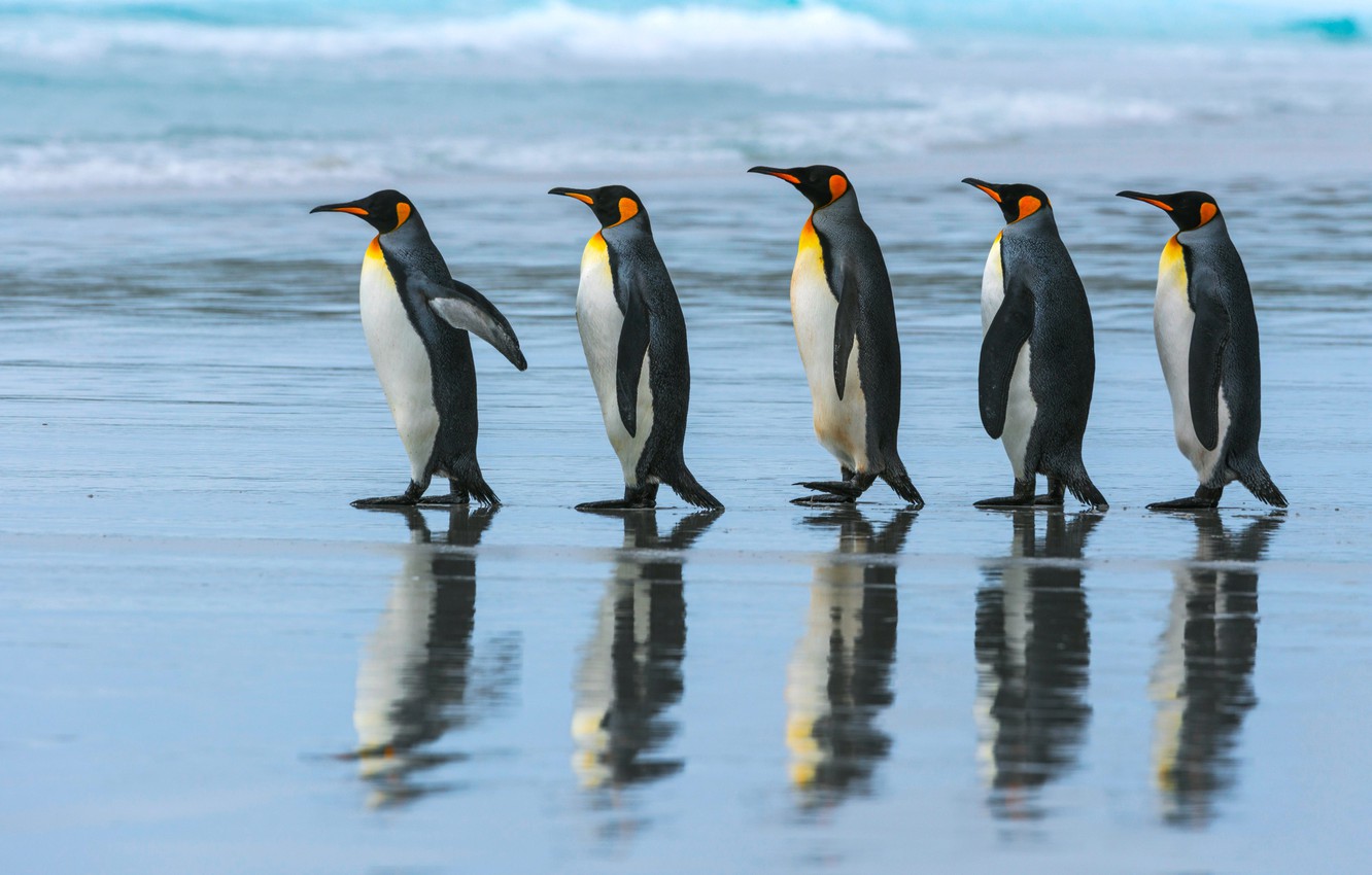 Photo Wallpaper Sea, Beach, The Ocean, Pack, Penguins, - King Penguin - HD Wallpaper 