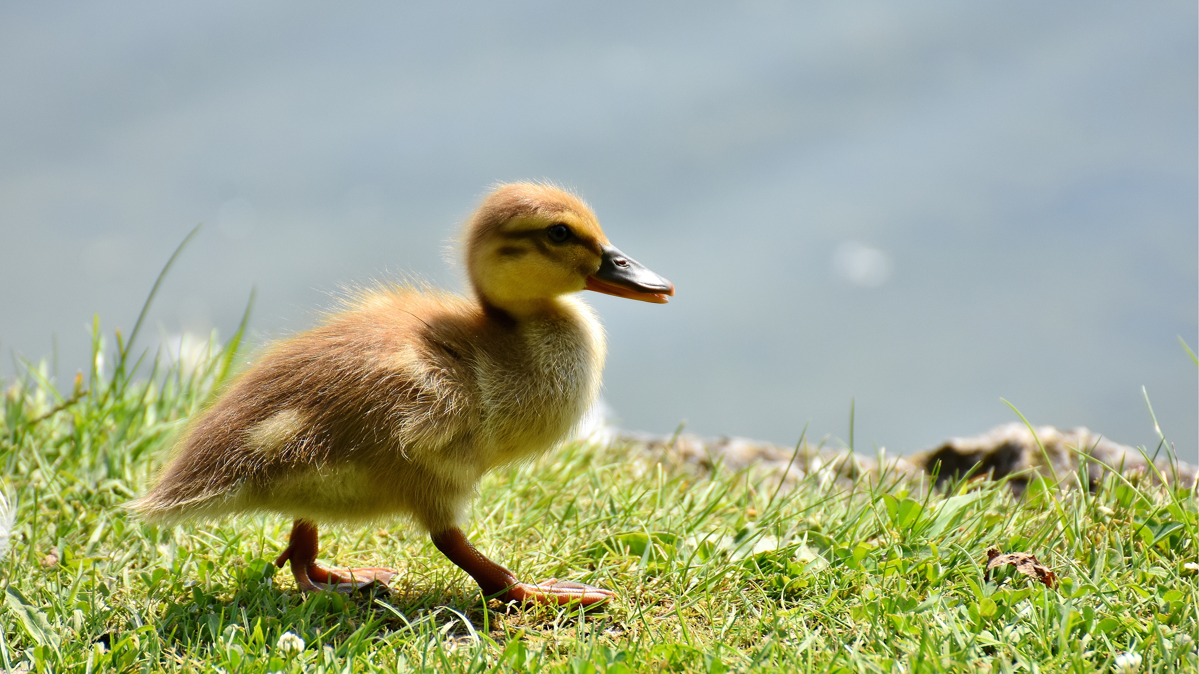 Baby Duck 4k - HD Wallpaper 