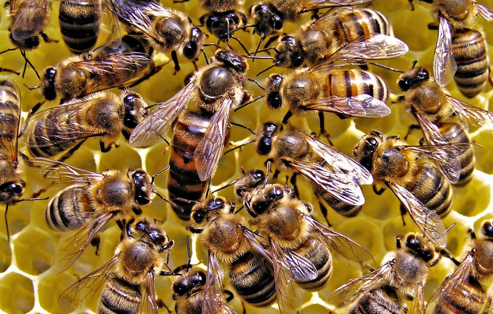 Queen Honey Bee Wallpaper E - Colony Of Honey Bees - 1694x1080