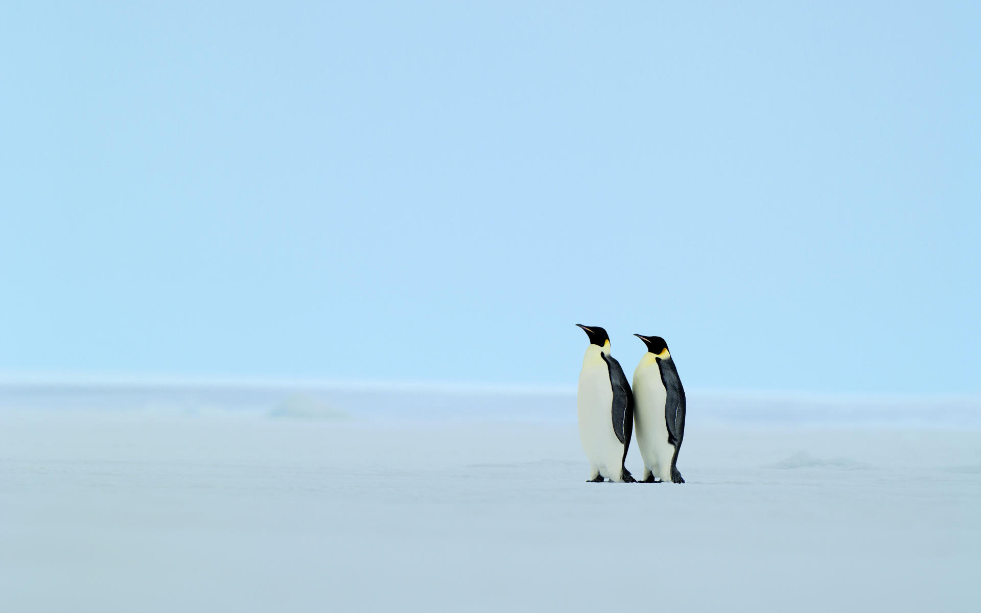Penguin Hd - HD Wallpaper 