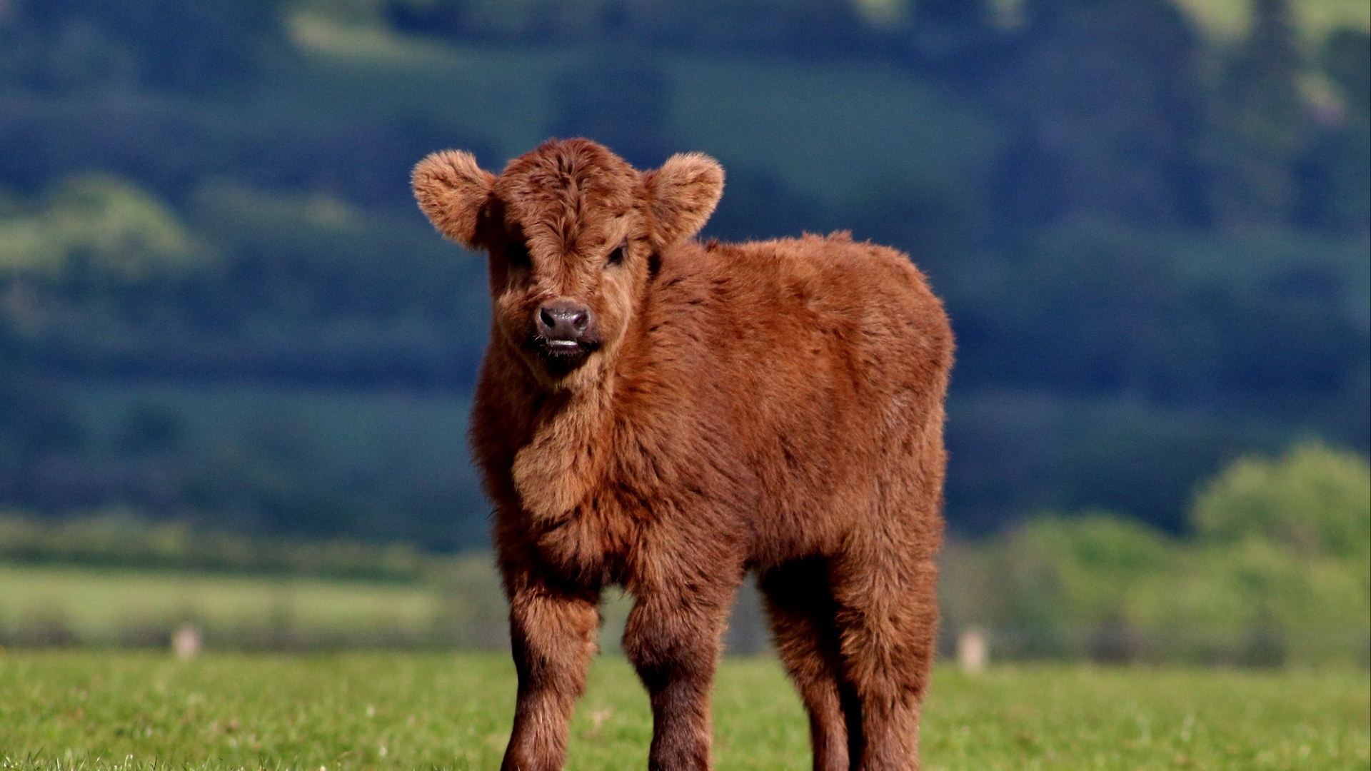 Wallpaper Calf, Cow, Fluffy, Grass - Fluffy Cows - HD Wallpaper 