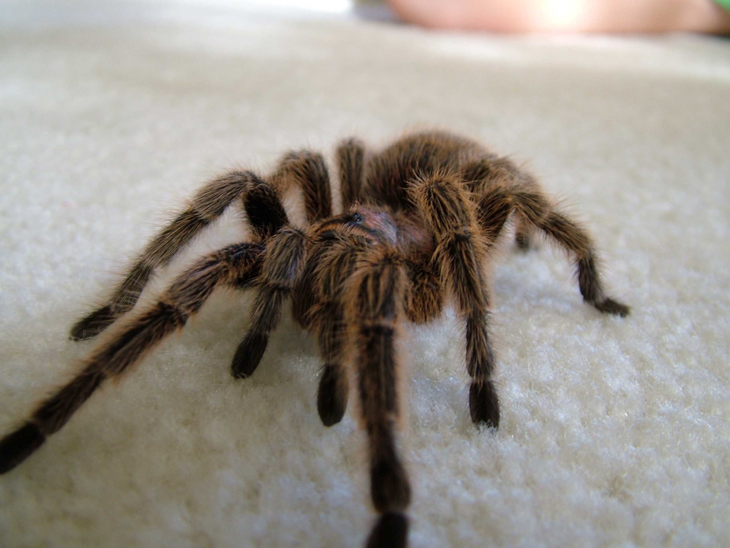 Scary Spider Moving Hd Wallpapers Daily Backgrounds - Many Eyes Does A Tarantula Have - HD Wallpaper 