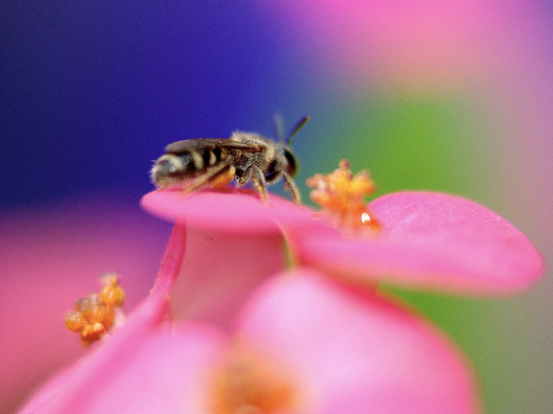Bee In Flower Nature - HD Wallpaper 
