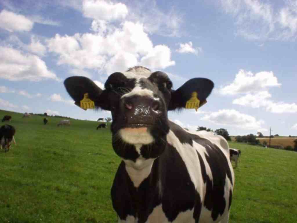 Cow Wallpaper - High Hd Cow - HD Wallpaper 