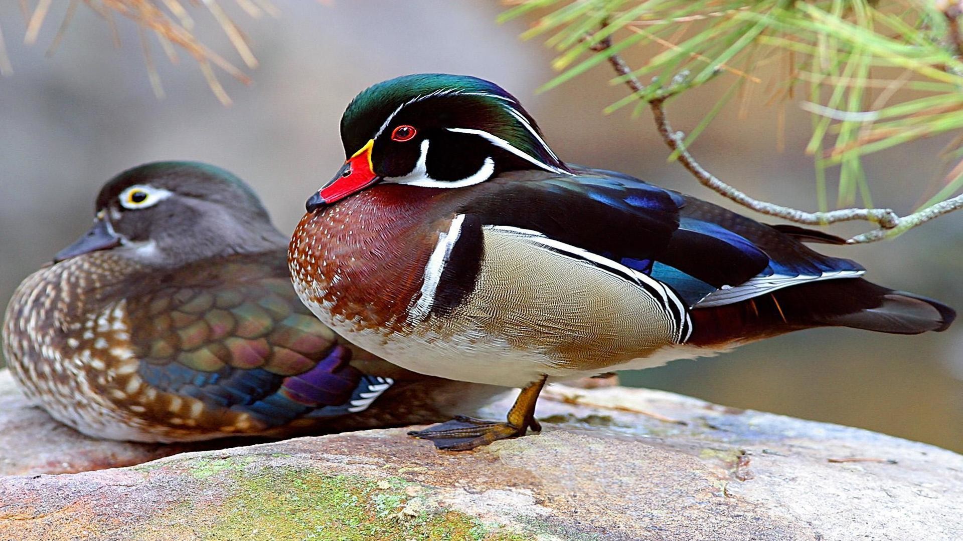 Pictures Of Wood Duck 
 Data Src Wood Duck Wallpaper - Wood Duck - HD Wallpaper 