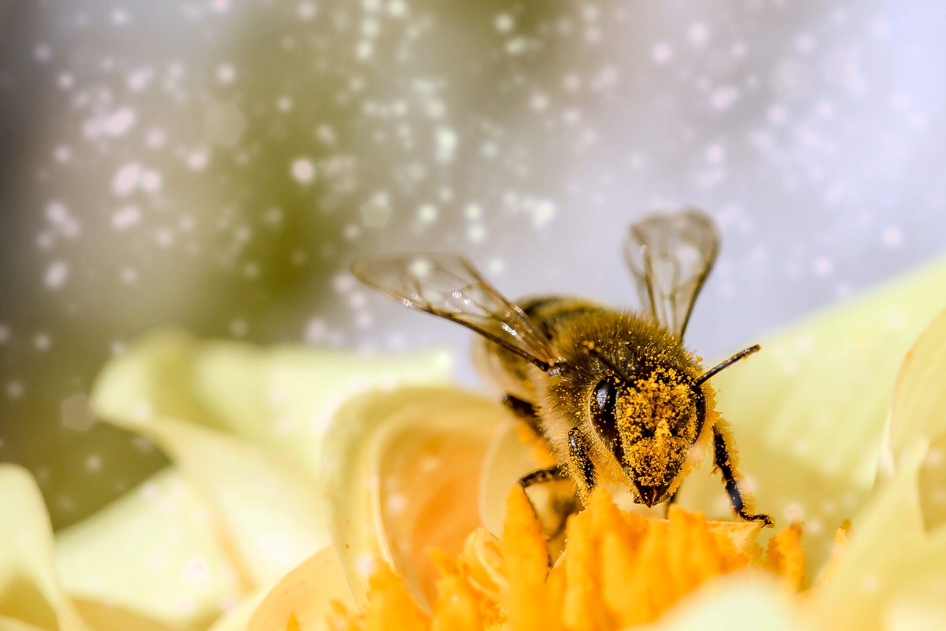 Honey Bee Wallpaper In 4k High Quality Resolution - High Resolution Bee - HD Wallpaper 
