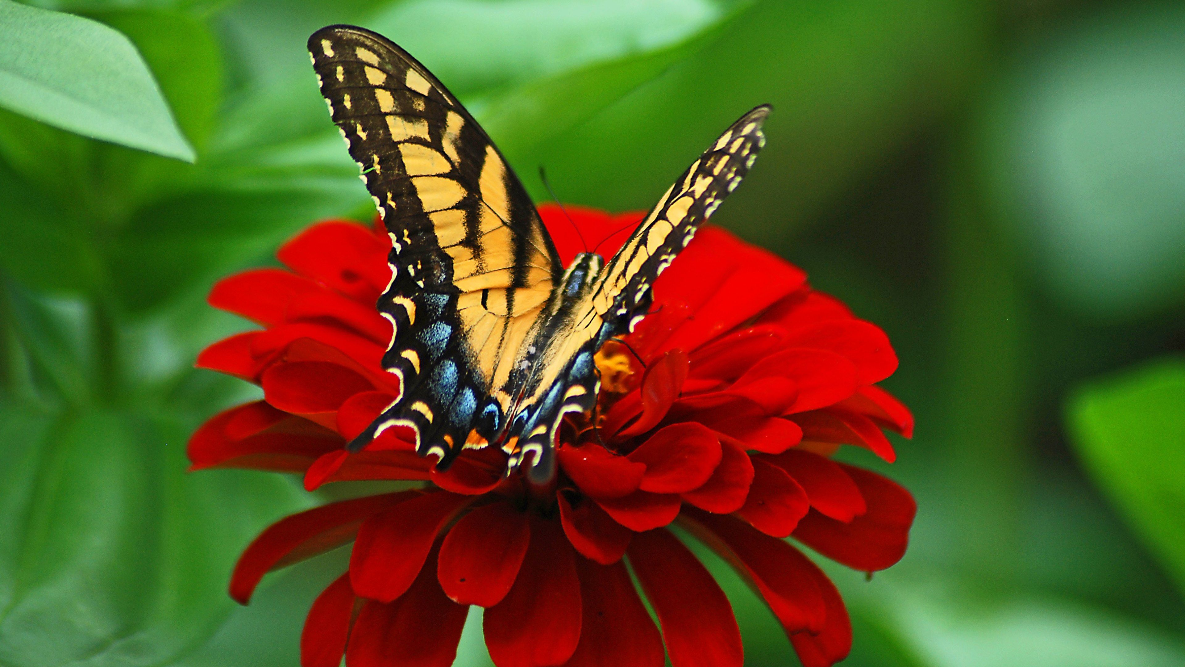 4k Butterfly Wallpapers High Quality - Butterfly On Flower Hd - 3840x2160  Wallpaper 