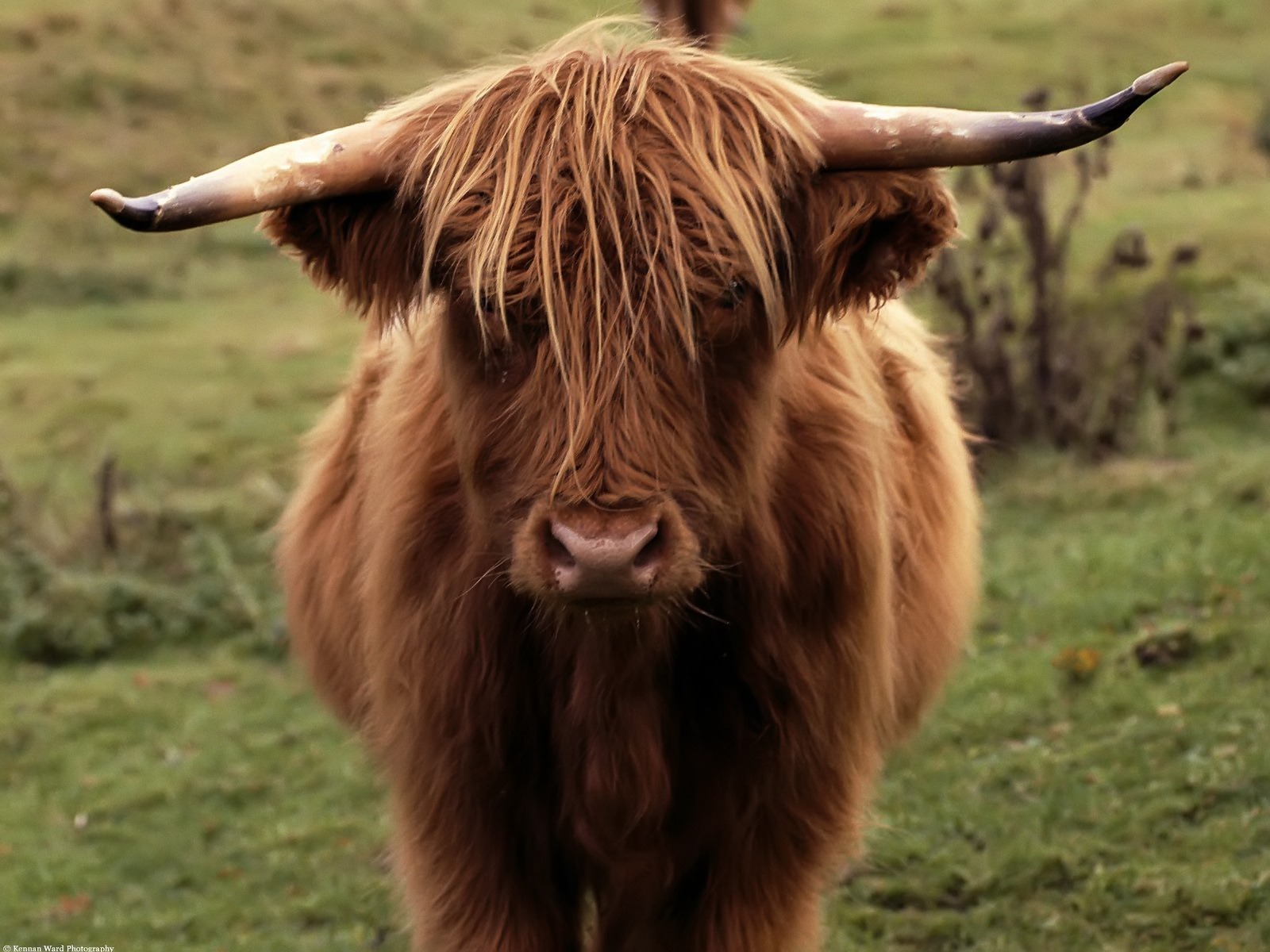 Highland Cow - HD Wallpaper 