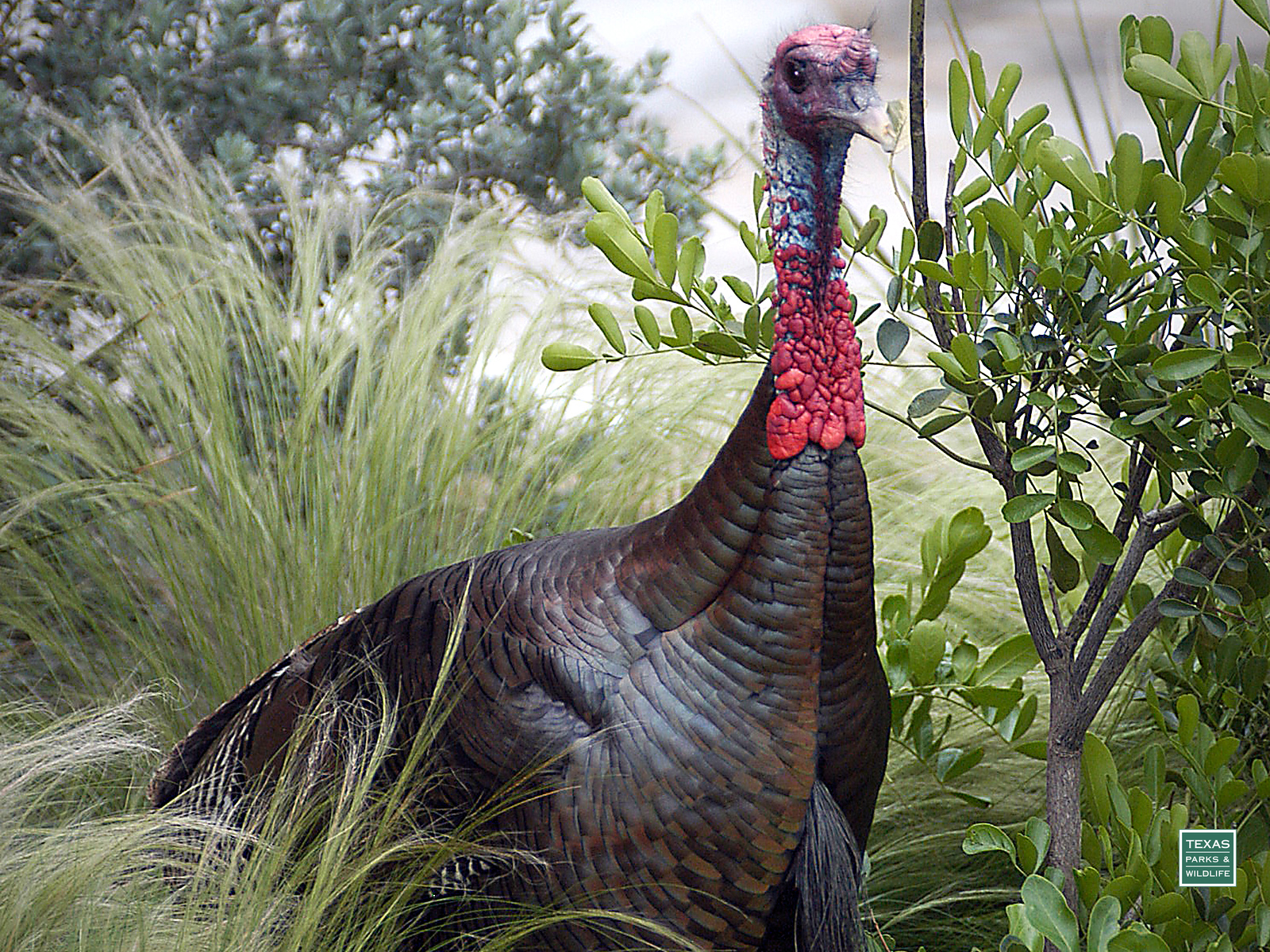 Wild Turkey Backgrounds - HD Wallpaper 
