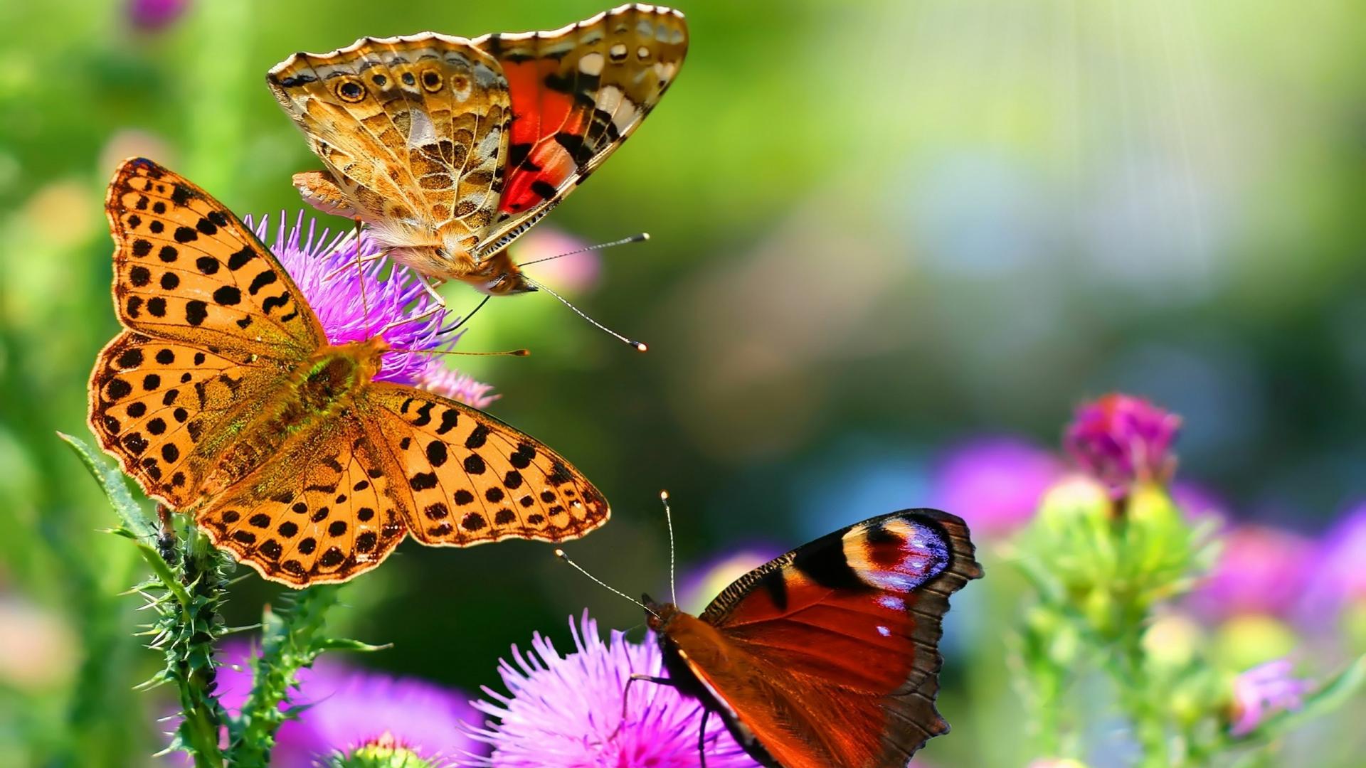 Desktop Butterfly Wallpaper Free - Immagini Estate Per Desktop - HD Wallpaper 