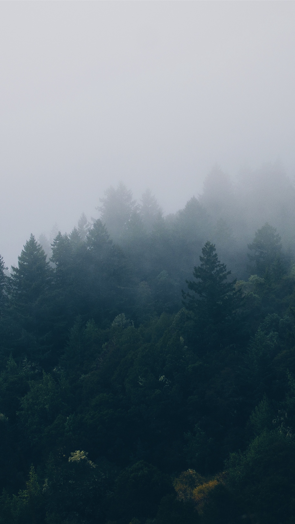 Wallpaper Forest, Trees, Fog - Картинка Обои Скандинавия - HD Wallpaper 