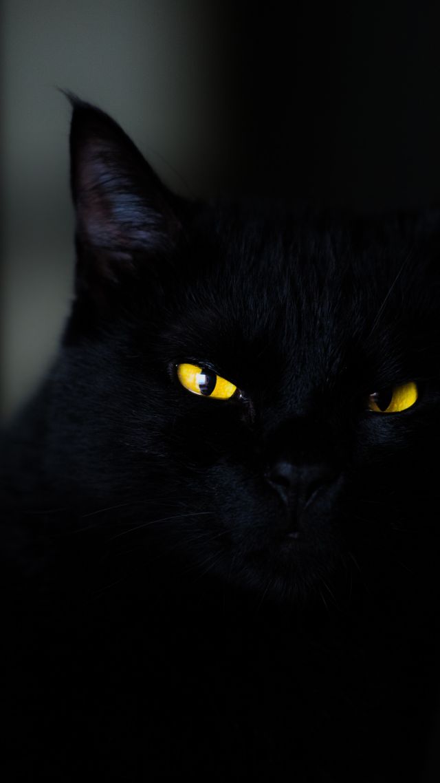 Cat, Black, Yellow, Eyes, 4k - Black Hd Wallpapers 4k - 640x1138 Wallpaper Cat, Black, Yellow, Eyes, 4k - Black Hd Wallpapers 4k - 640x1138 Wallpaper