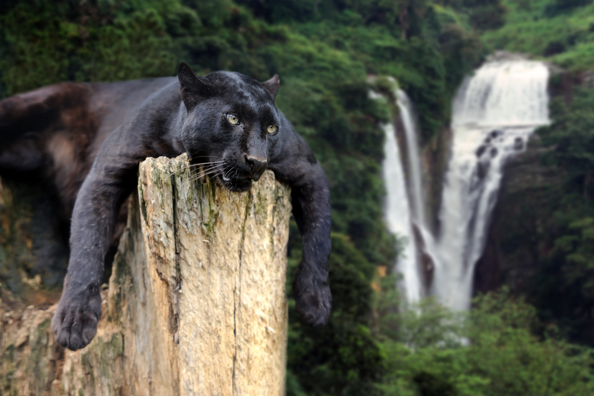 Black Panther Animal Wallpaper Hd - HD Wallpaper 