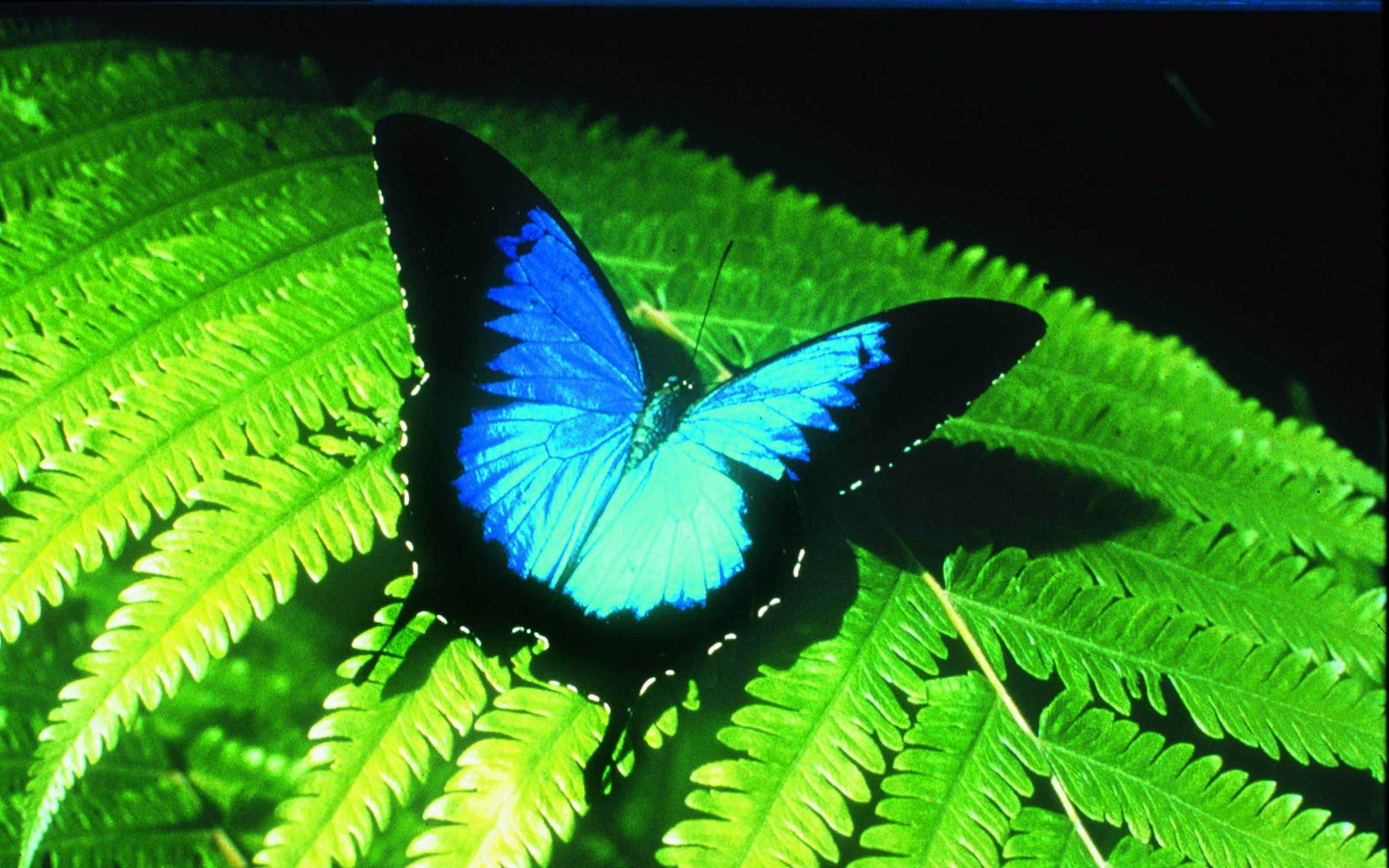 Free Ulysses Butterfly Wallpaper Wallpapers Download - Butterfly Ulysses - HD Wallpaper 