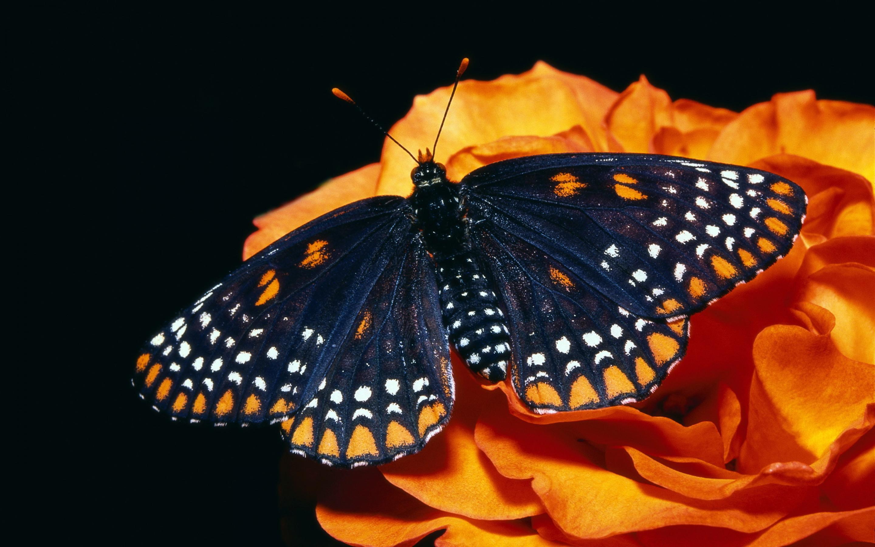 Butterfly Wallpaper Download - HD Wallpaper 