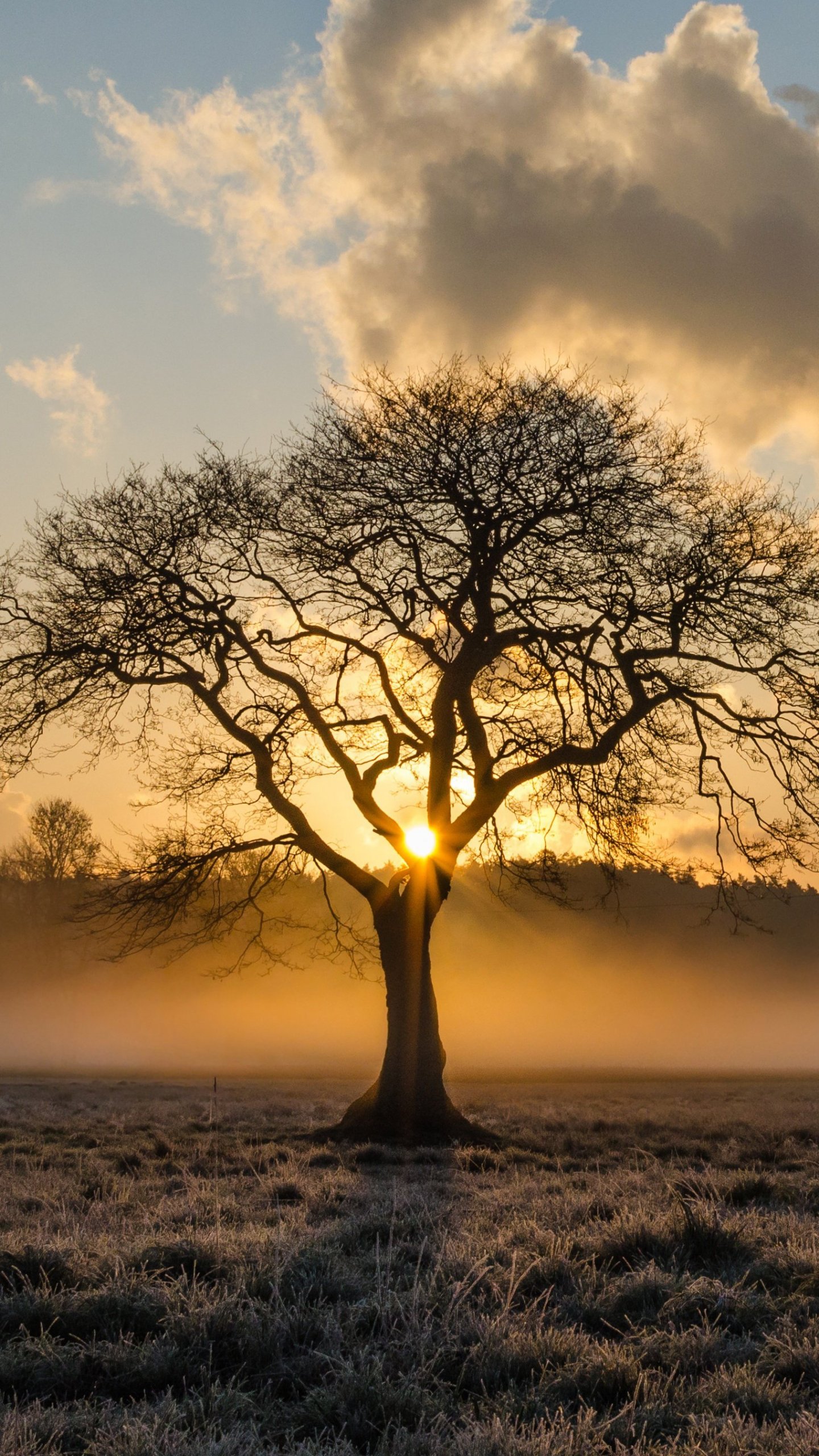 Human Is Like A Tree - 1440x2560 Wallpaper Human Is Like A Tree - 1440x2560 Wallpaper