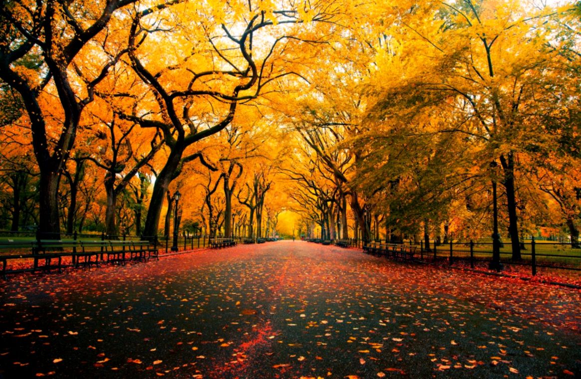 Late Autumn Desktop Themes Hd Wallpapers Widescreen - Autumn Theme - HD Wallpaper 