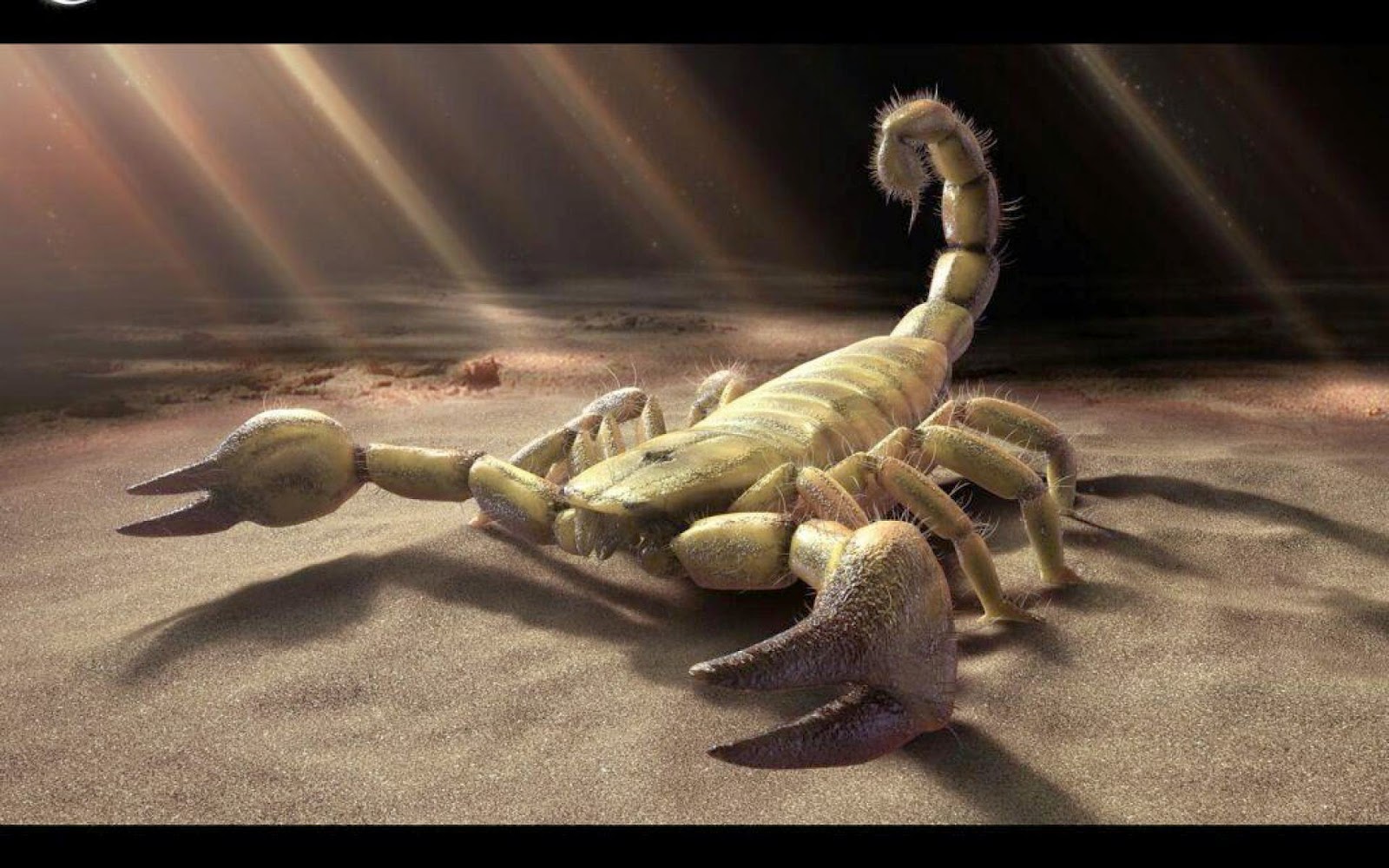 Live Scorpion Wallpapers Scorpion Wallpapers Collection - Scorpion Hd - HD Wallpaper 
