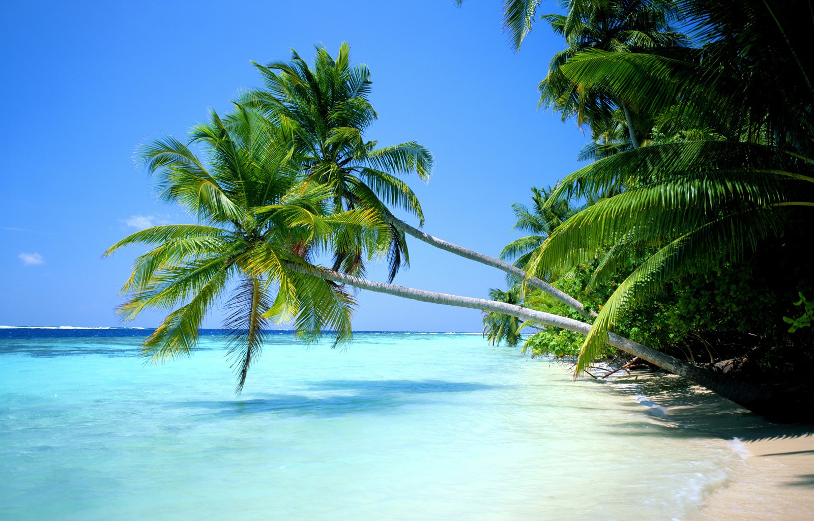 Img735 - Palm Tree Beaches - HD Wallpaper 
