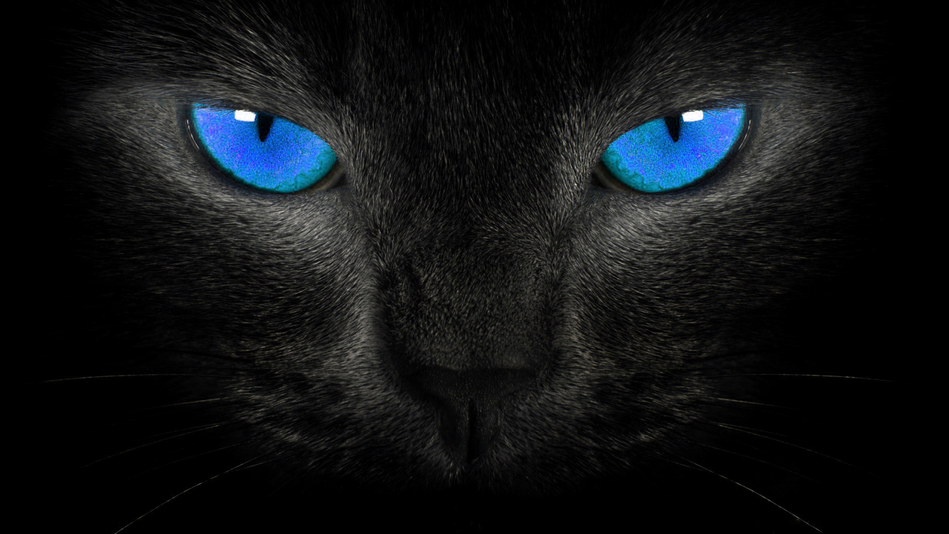 Themes Wallpapers Hd Widescreen - Black Cat Hd - HD Wallpaper 