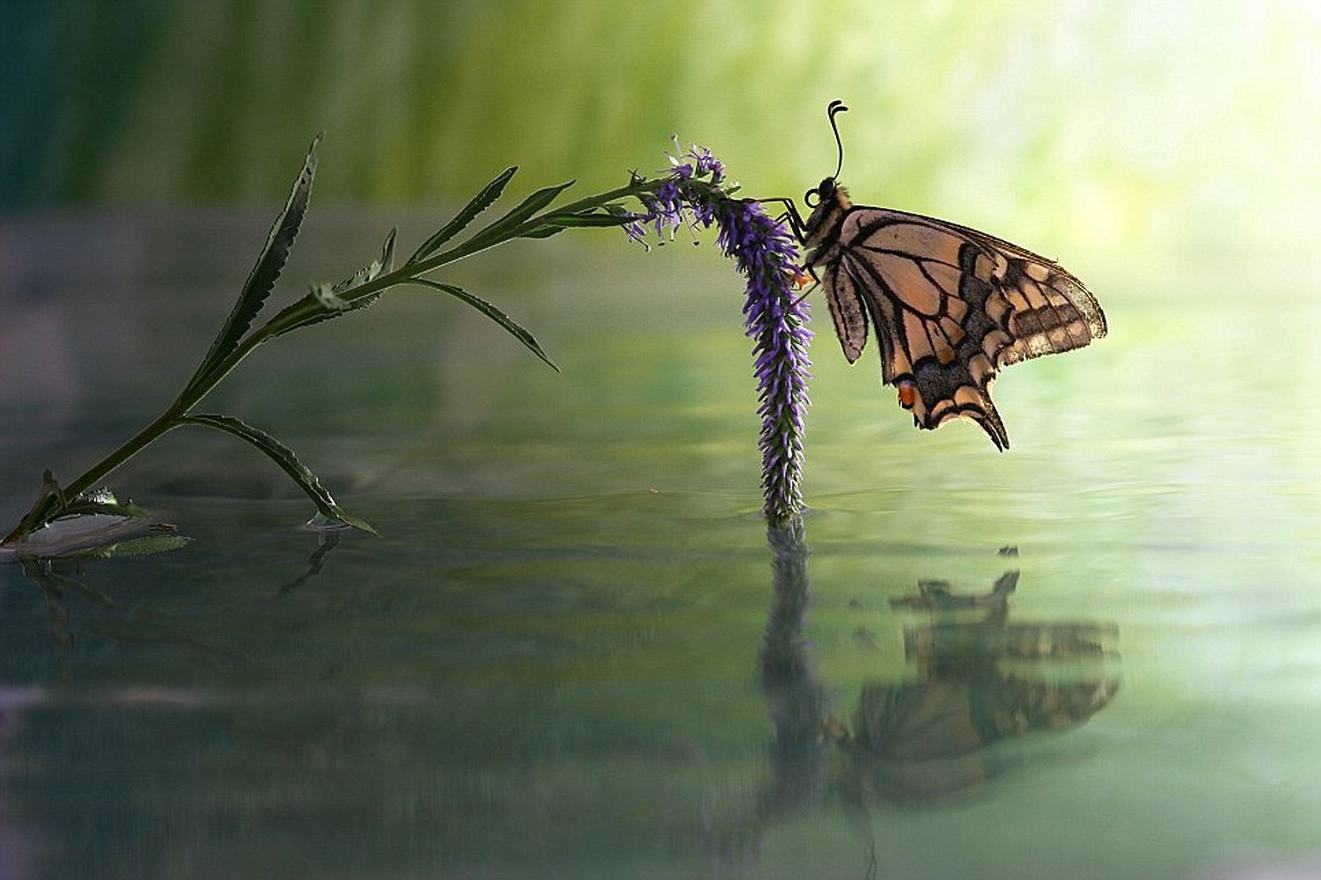 Water With Butterfly - HD Wallpaper 