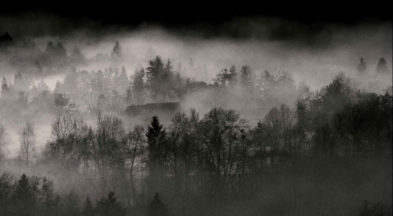 Black And White Nature Trees Forests Fog Wallpaper - Misty Backgrounds -  1284x706 Wallpaper 