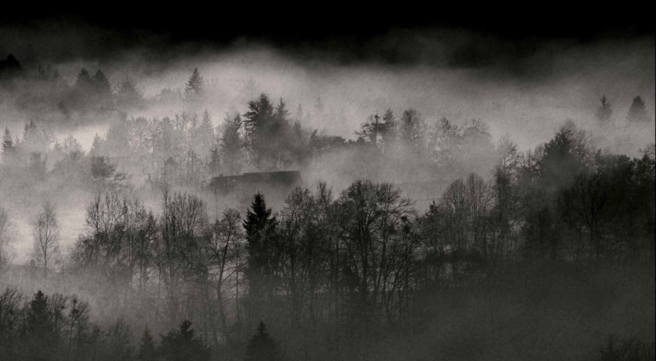 Black And White Nature Trees Forests Fog Wallpaper - Misty Backgrounds - HD Wallpaper 