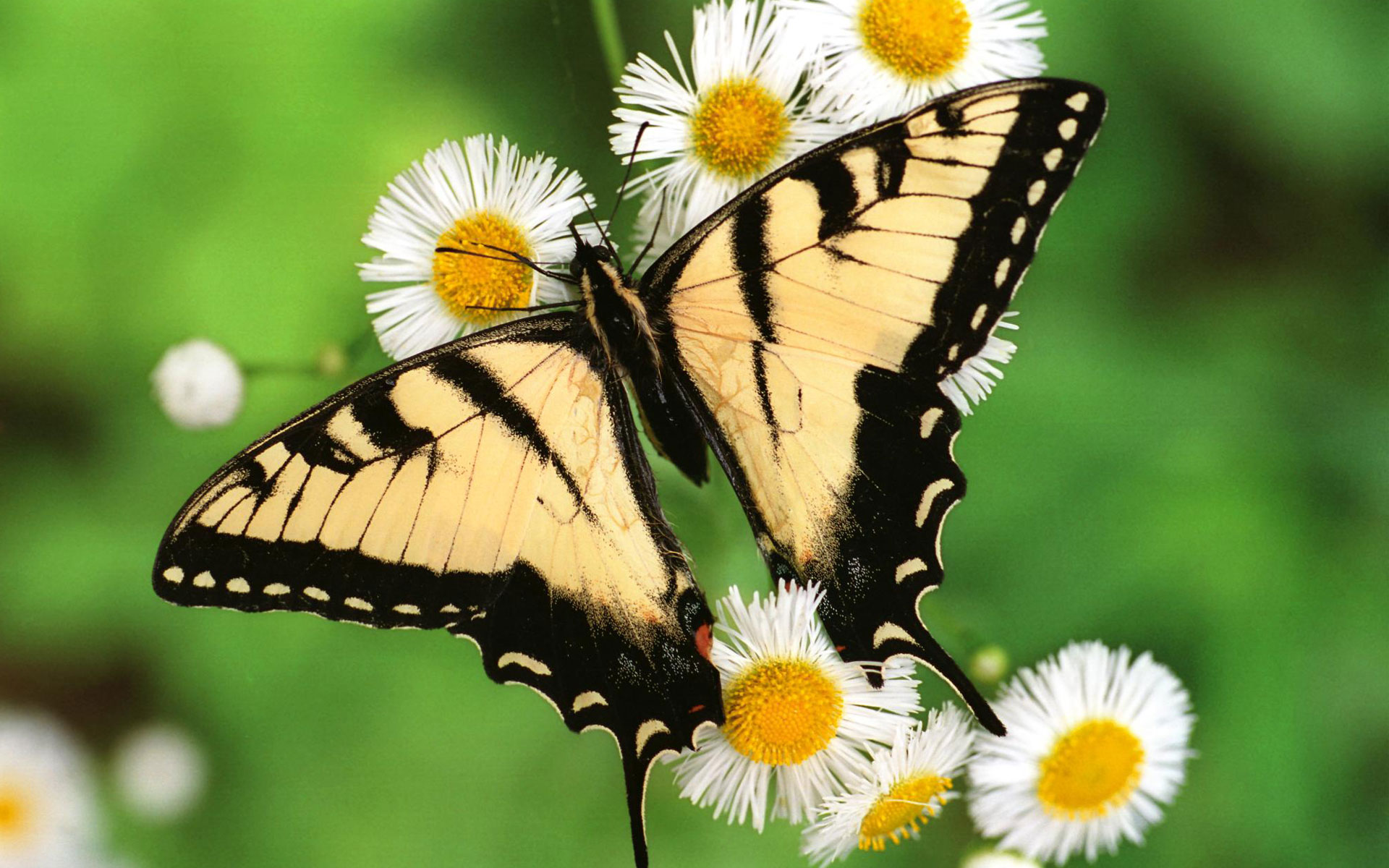 Desktop Butterfly Wallpapers Download - Butterfly Hd - HD Wallpaper 