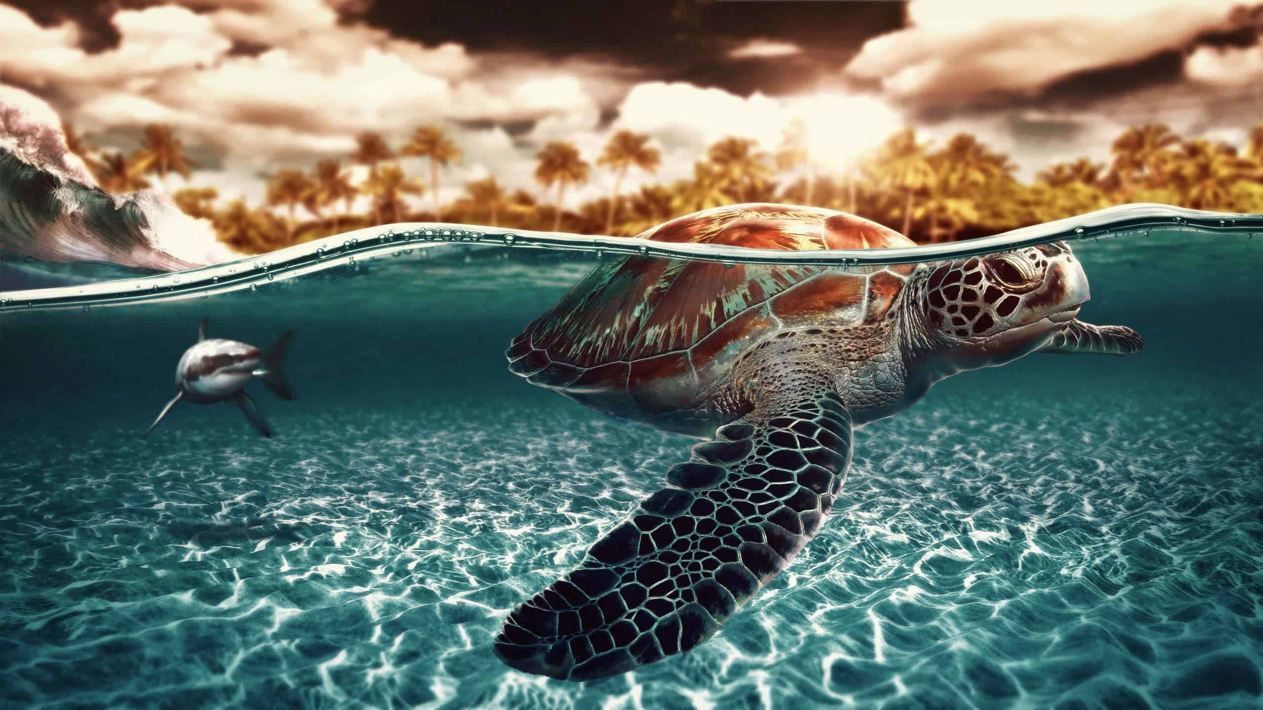 Sea Turtle Graphic Design - HD Wallpaper 