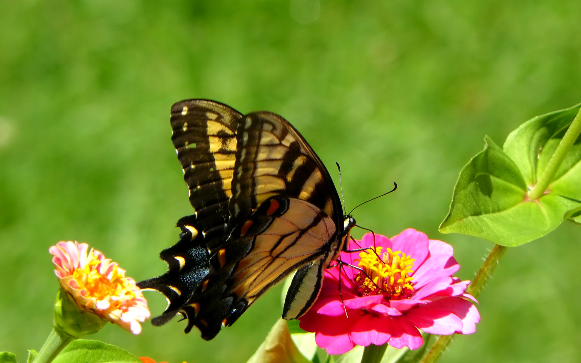 Looking Butterfly Hd Wallpaper Download Wallpaper Bits - Will A Butterfly Change In The Future - HD Wallpaper 