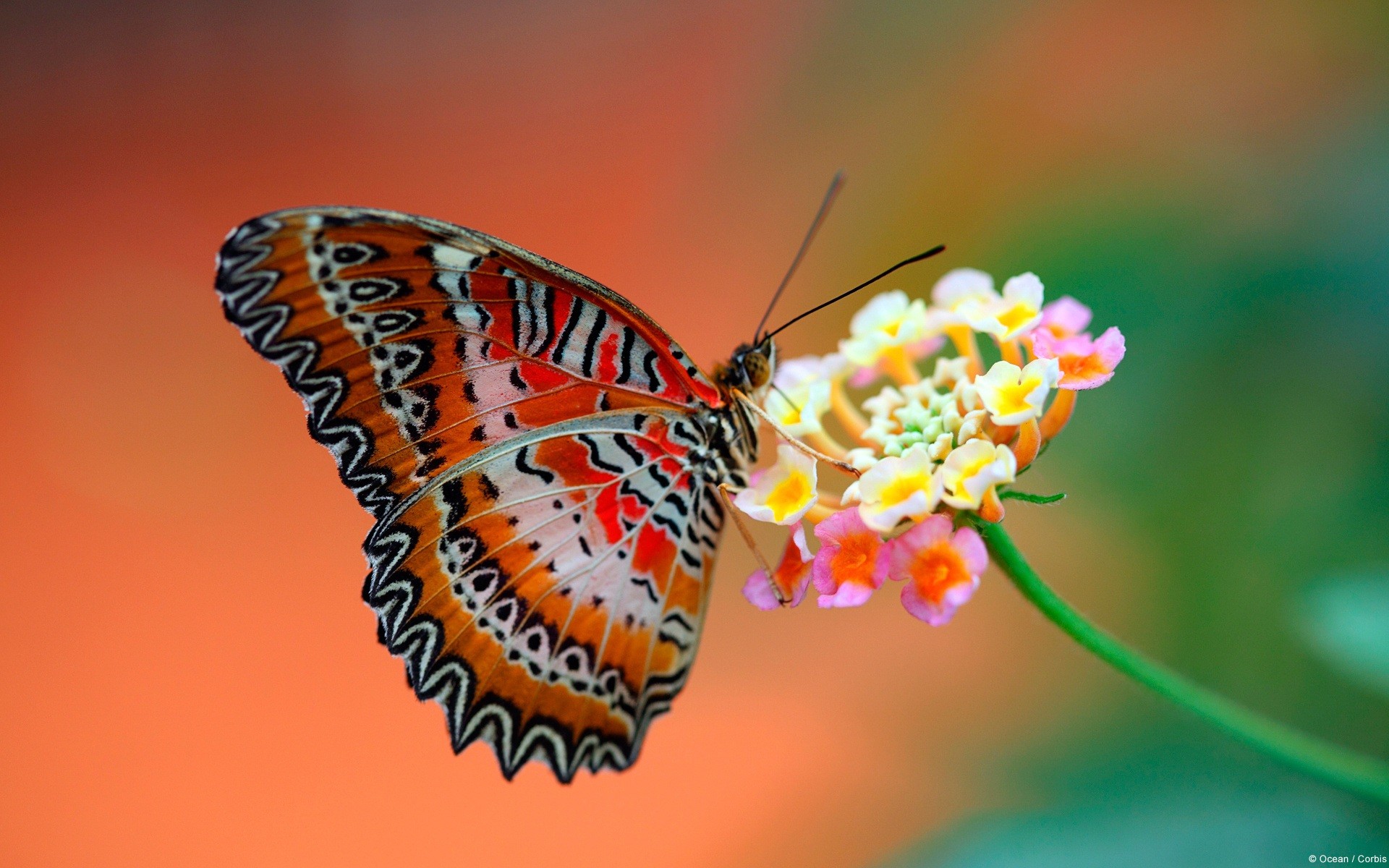 Beautiful Butterfly Wallpaper - Butterfly On Flower - HD Wallpaper 